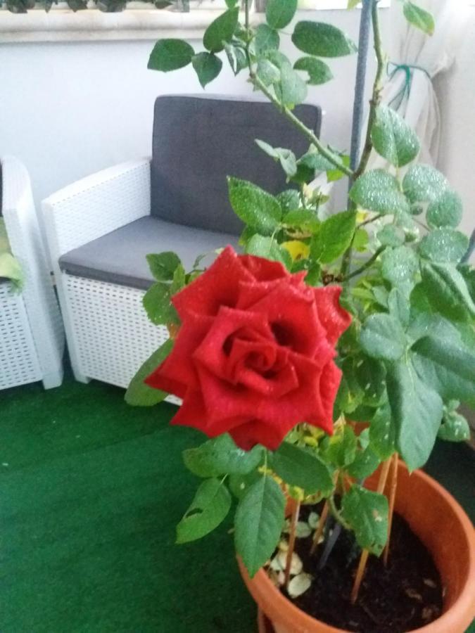 מונופולי Che Bella Vita! מראה חיצוני תמונה